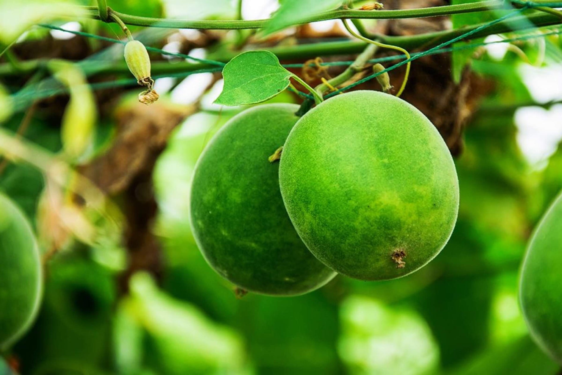Monk Fruit: The Zero-Calorie Sweetener Guide
