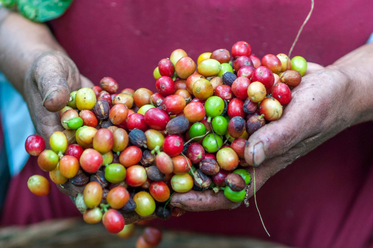 Caffeine: How Much Is Too Much?