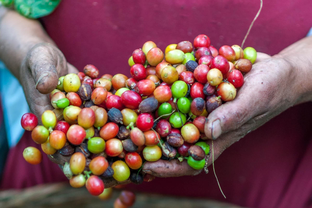 How is Caffeine Made: Artificial vs Natural
